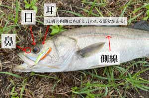 魚の構造