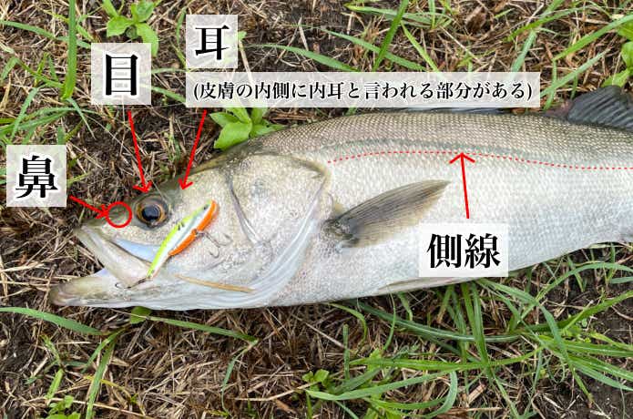 釣れない原因】魚が嫌う3大要素！「音」「光」「匂い」には気をつけて | 【TSURI HACK】日本最大級の釣りマガジン - 釣りハック