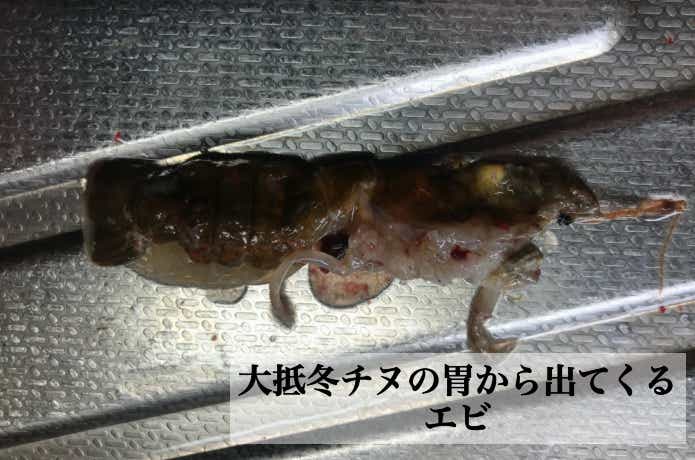 エビやカニ
