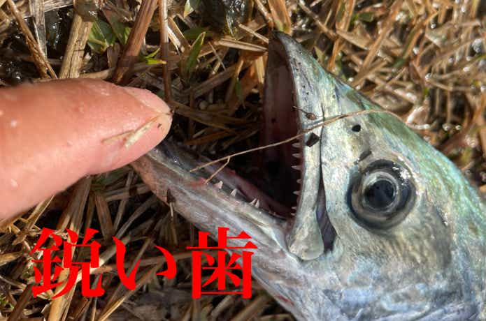 サゴシカッター