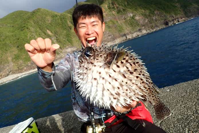 ハリセンボン　死滅回遊魚