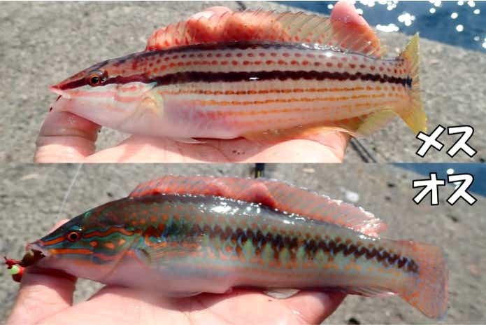 ベラ キュウセン 胴突き