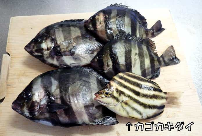 カゴカキダイ