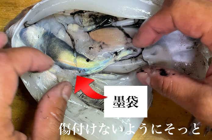 コウイカの画像