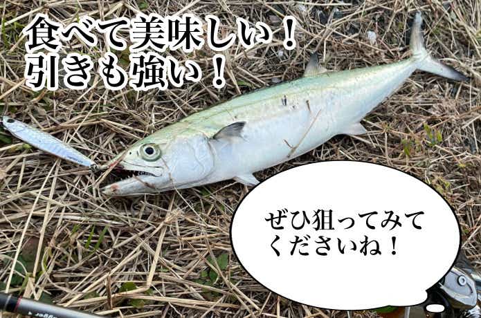 サゴシ釣りの画像