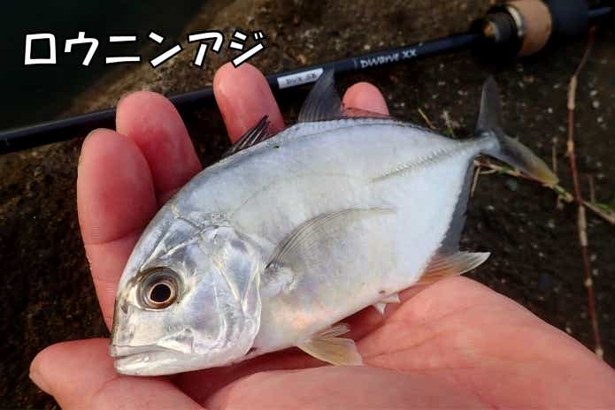 ロウニンアジ　メッキ　死滅回遊魚