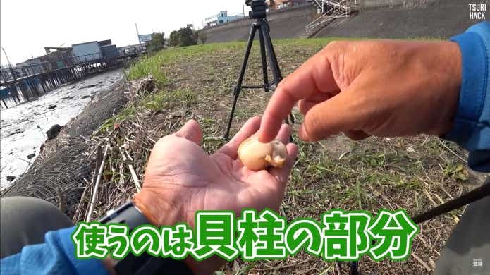 ハゼ釣りエサ　ボイルホタテ　付け方