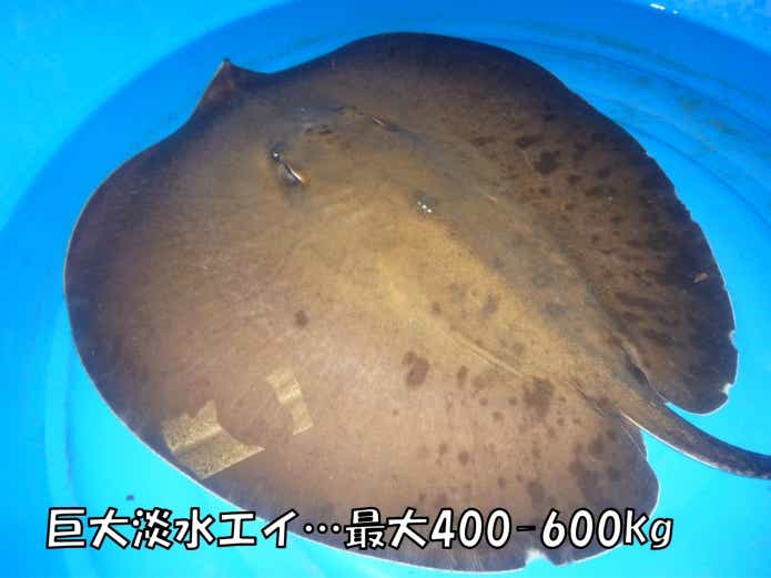 世界最大　淡水エイ