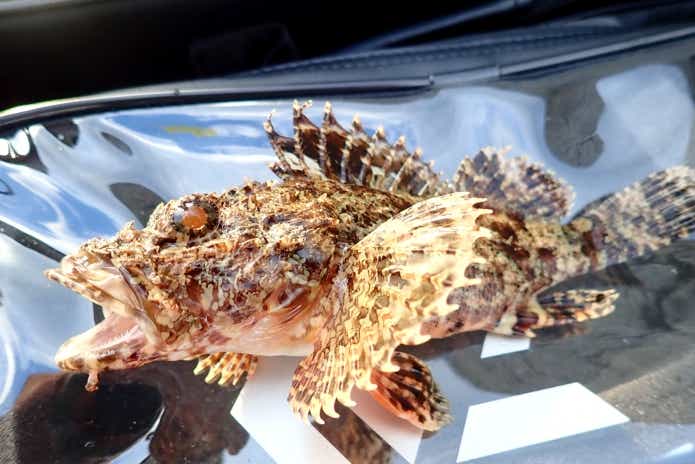 堤防 五目釣り 毒魚