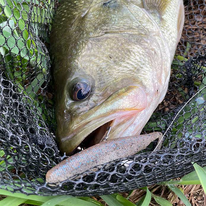 バス釣りのフロロラインに迷っている方へ。R18フロロリミテッド
