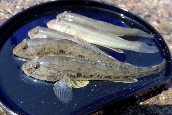 ハゼ釣り　コツ