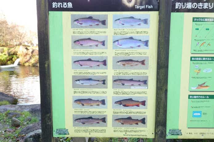 蔵王フォレストスプリングス　魚