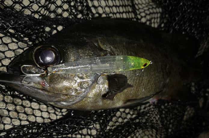 メバルの釣果