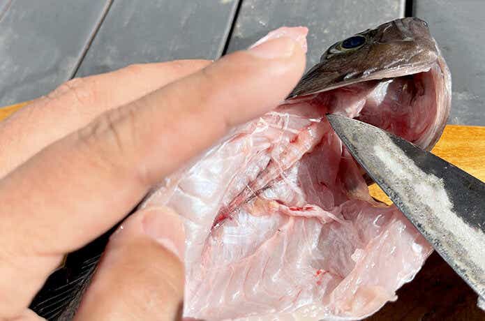 魚を開きにする