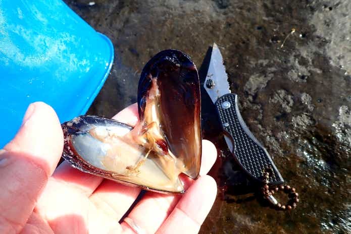 タカノハダイ　釣り　エサ