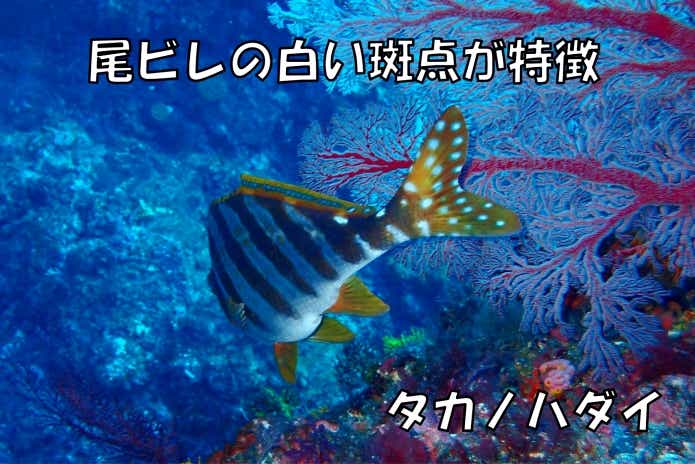 タカノハダイ　特徴