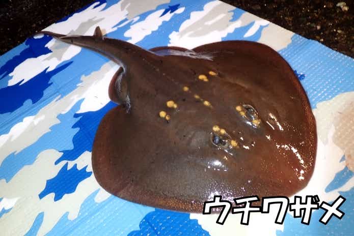 ウチワザメ 冬 ブッコミ釣り 美味しい