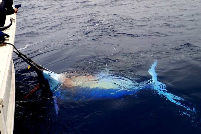 魚　剥製　依頼する時
