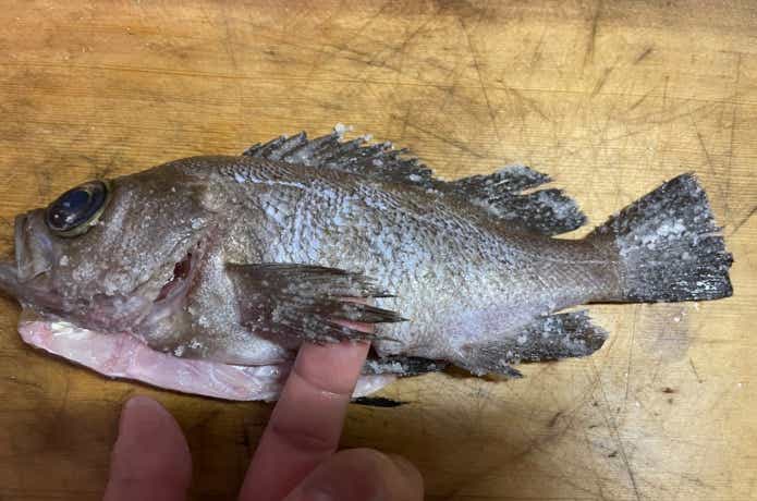メバルのヒレに化粧塩をする