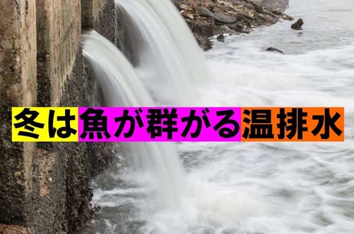 温排水　釣り