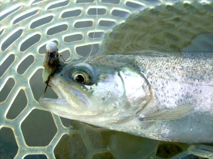 エリアトラウト　釣れない　フェザージグ