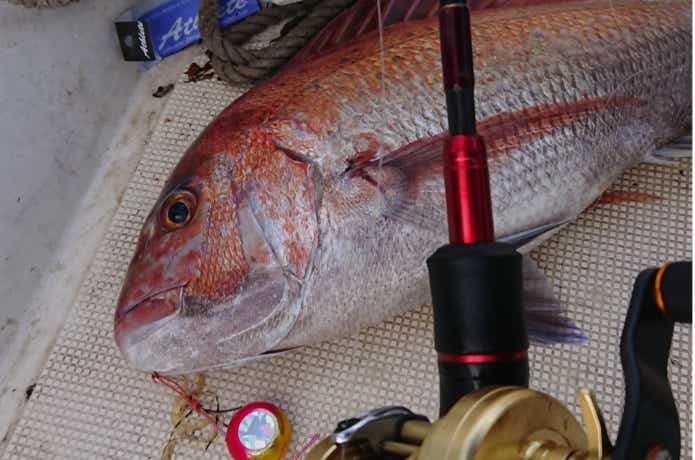 ディープタイラバの釣果