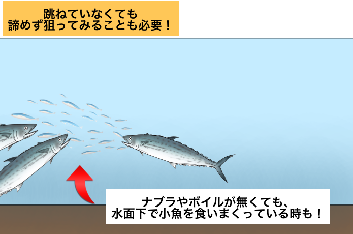 中層やボトムで捕食