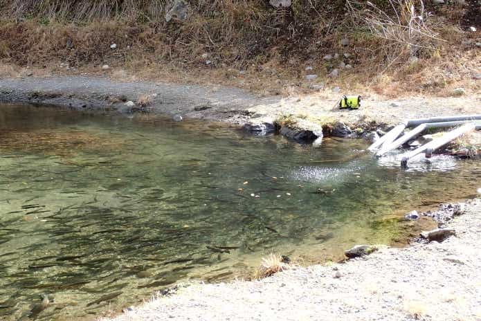 管理釣り場　ポンド　池　釣れるポイント