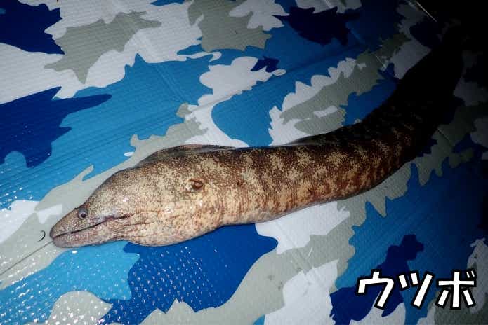 冬 ブッコミ釣り ウツボ 美味しい