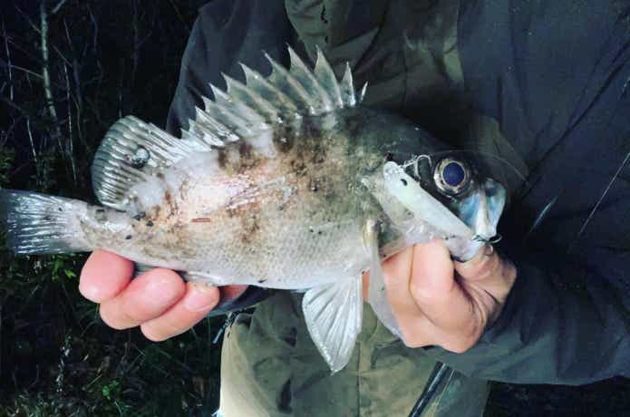 フラフラ（FURAFURA）の釣果写真