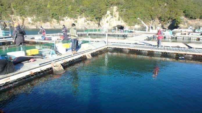 海上釣り堀