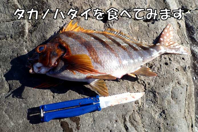 タカノハダイ　食べてみる
