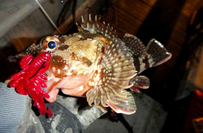 真冬でも堤防から釣れる魚　根魚