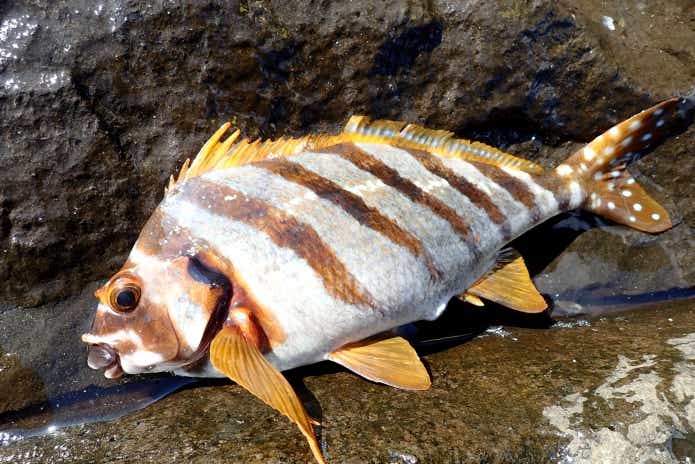 タカノハダイ　釣り