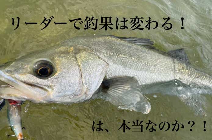 シーバスの釣果