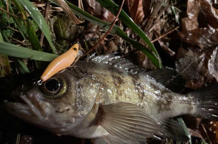 ミニマルの釣果