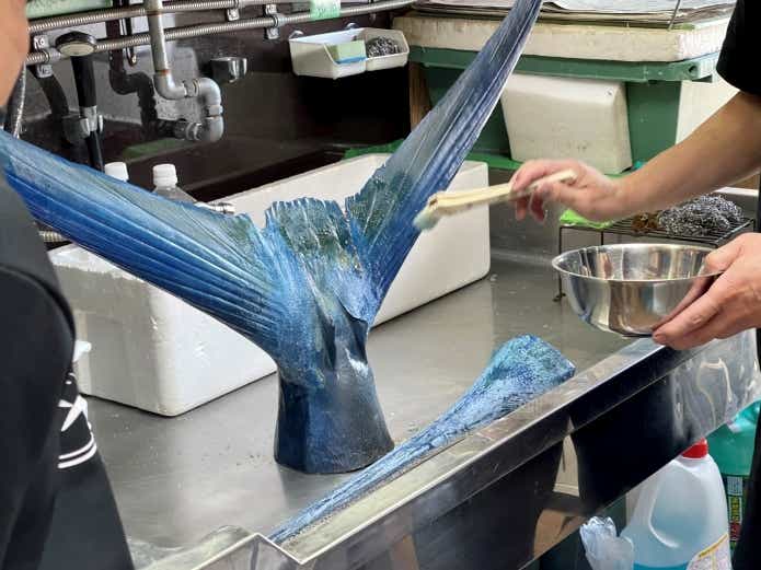 魚剥製　知っておきたいこと