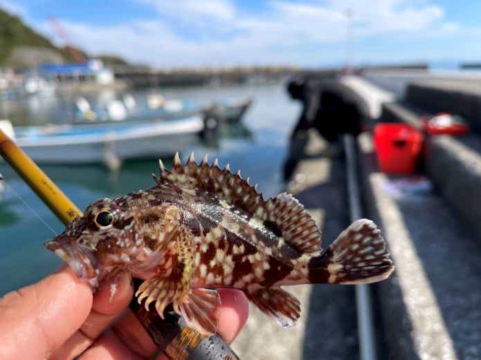 冬　堤防　穴釣り　カサゴ