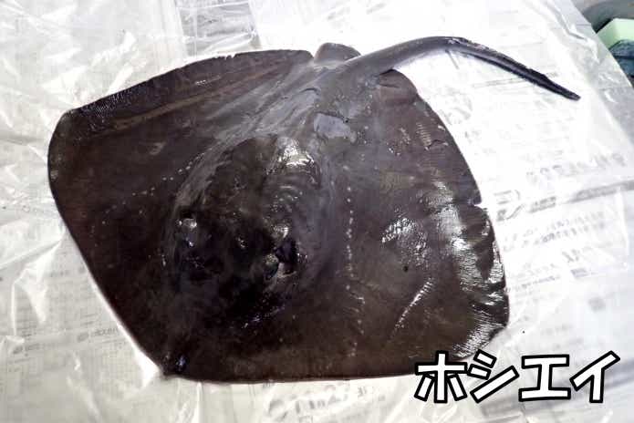 ホシエイ 美味しい 冬 ブッコミ
