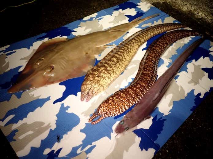 冬 ブッコミ 釣り 怪魚