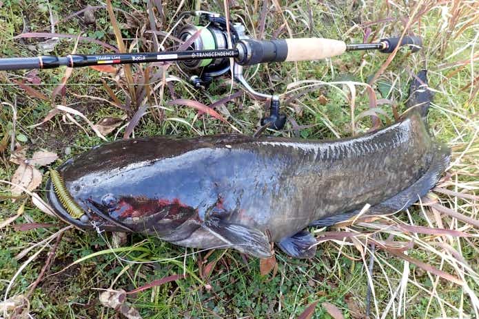 温排水 釣り ナマズ