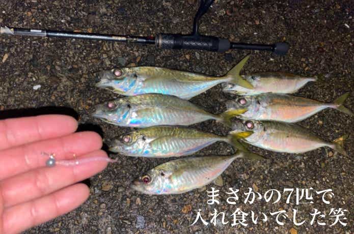 アジング向けワームの釣果