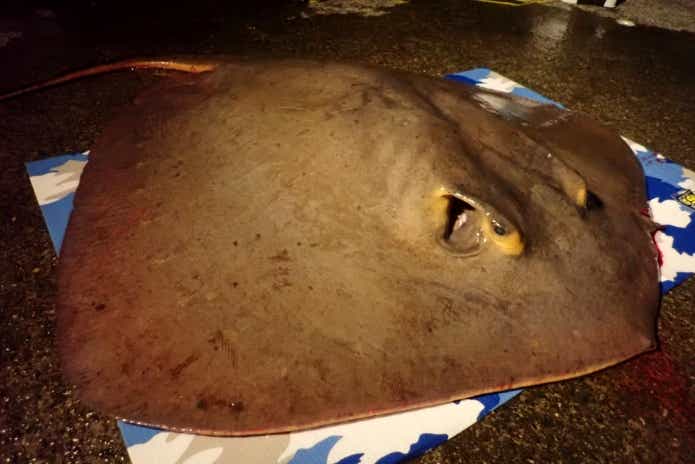 冬 ブッコミ釣り エイ