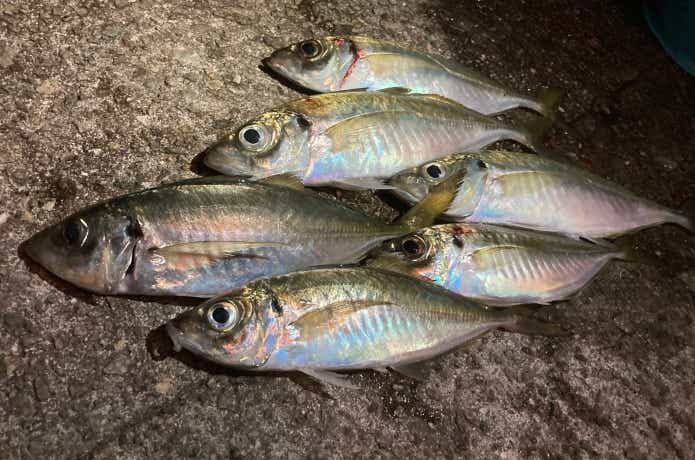 釣ったアジ