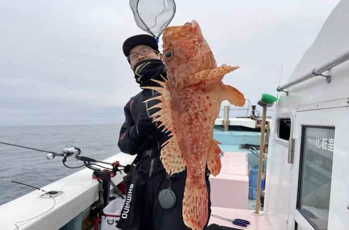 オニカサゴの画像