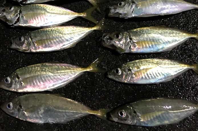 ヤマガブランクスの魚種無制限ロッド。ブルーカレント【85 / TZ