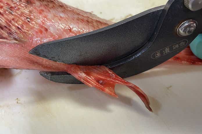 オニカサゴの画像