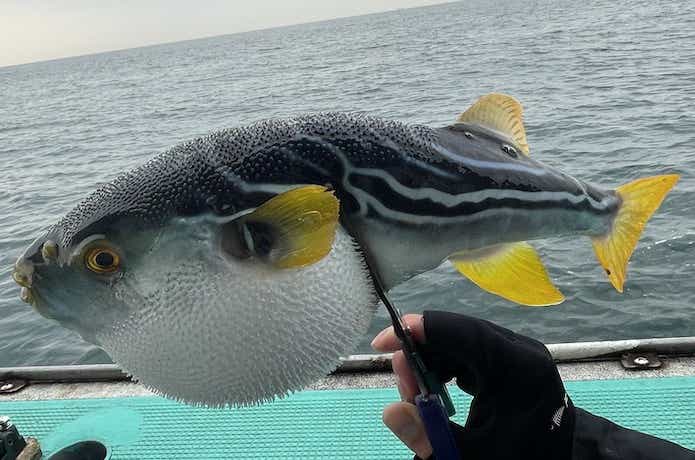 シマフグの画像