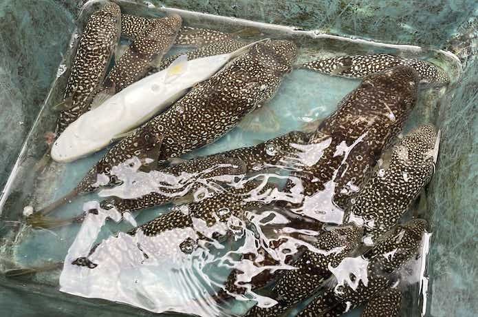 ショウサイフグの画像