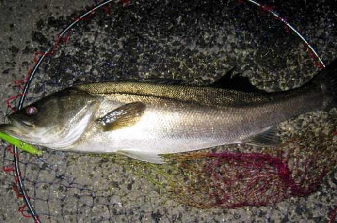 ヤマガブランクスの魚種無制限ロッド。ブルーカレント【85 / TZ ヤマガブランクスの魚種無制限ロッド。ブルーカレント【85 / TZ